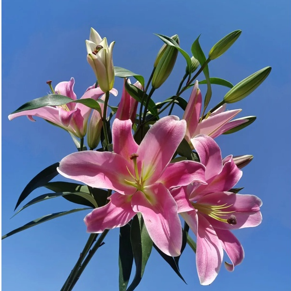 大聪明卖花普拉芬多香水百合云南昆明斗南鲜花基地直发家用