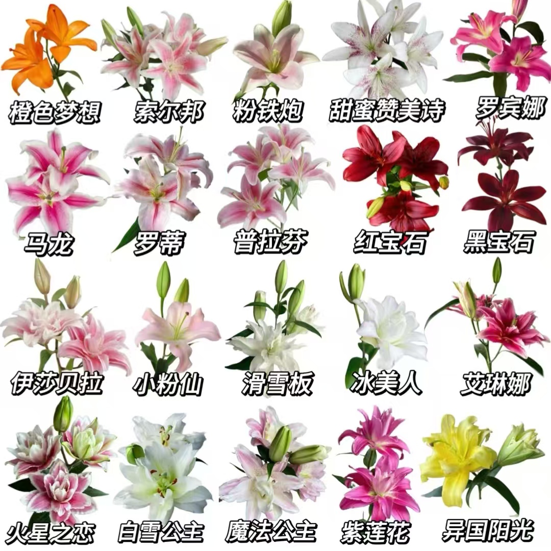 【大聪明卖花】云南百合-任意2单鲜花包邮发货后不支持退款