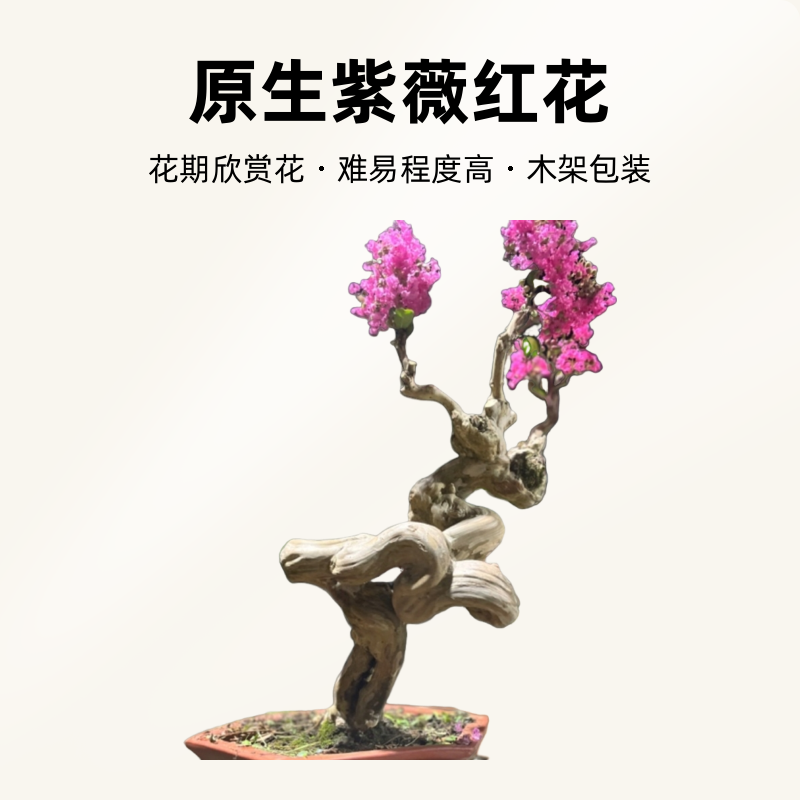   紫薇盆景直播间一物一拍 