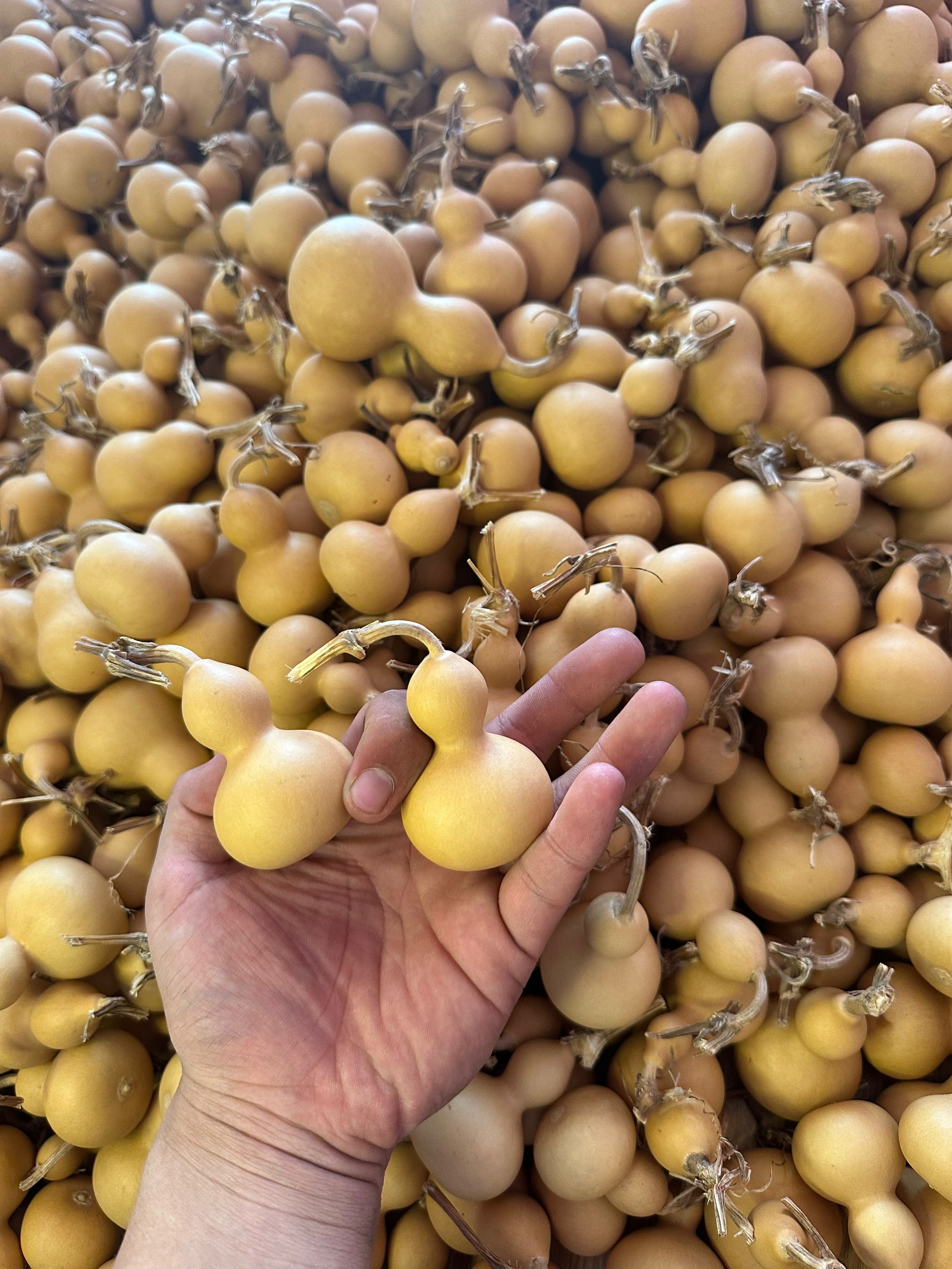 直播间专用葫芦链接不保龙头（请勿自主下单）