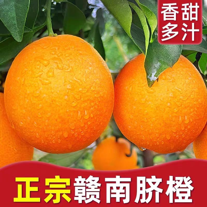 正宗新鲜信丰赣南脐橙原产地新鲜水果橙子现采现发香甜皮薄阳光