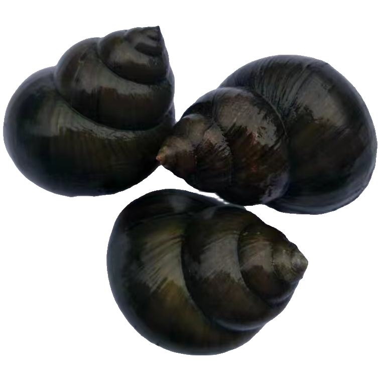 洪湖清水大田螺 活体发货4斤包邮