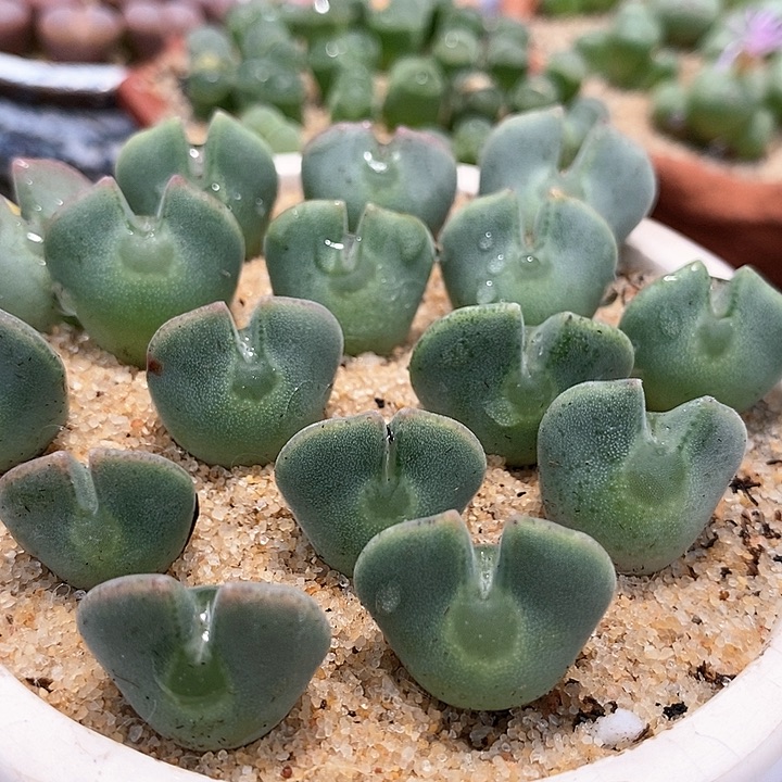 15508矮体大空蝉一颗。