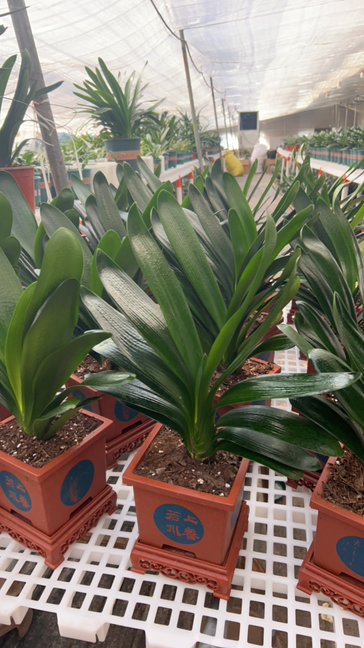 君子兰立板油匠带上善若水盆发货
