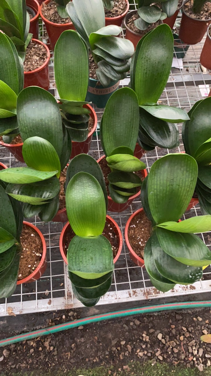 君子兰小战霸三年半原盆发货