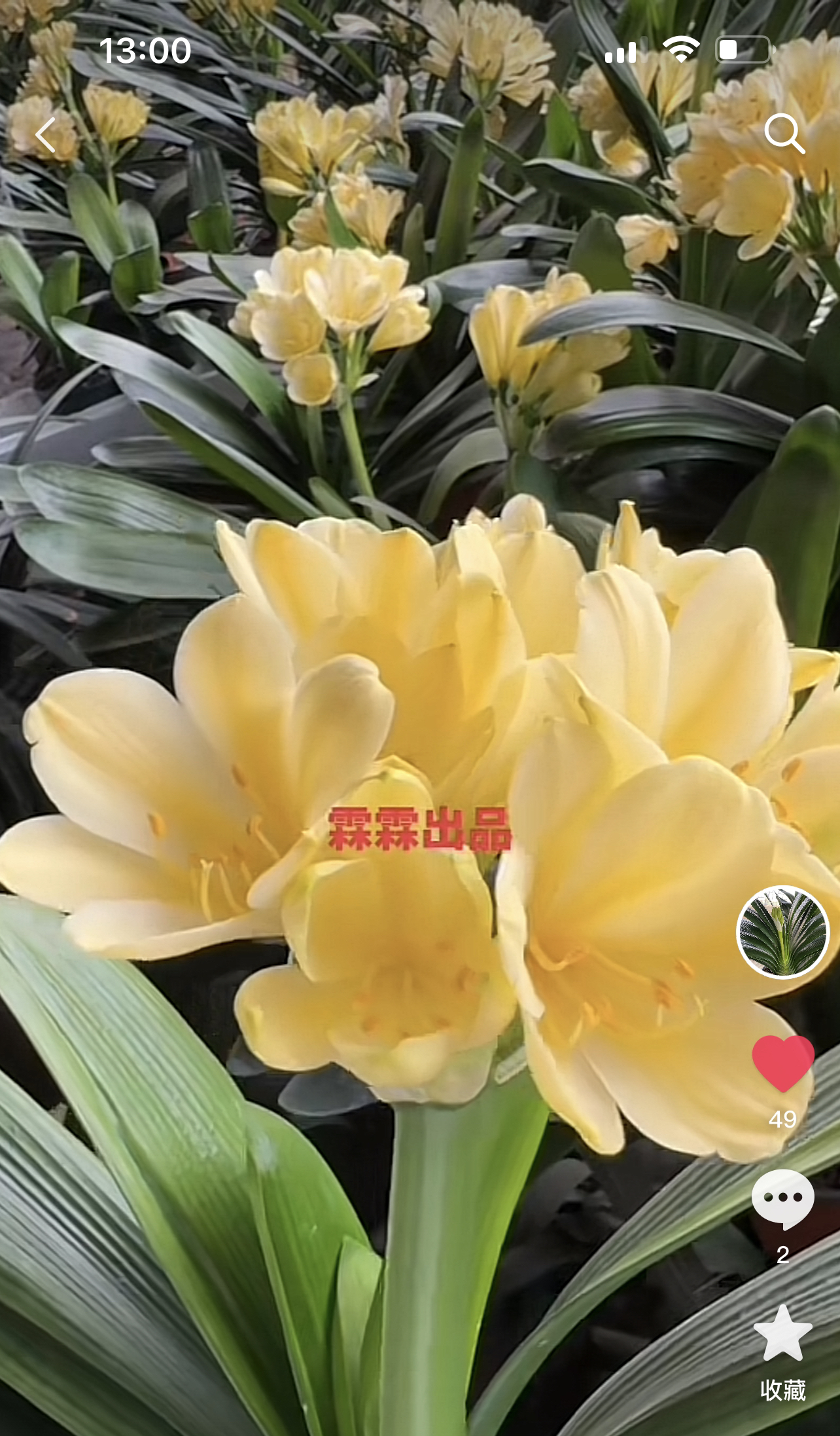 君子兰金黄苗，小苗，带盆带土