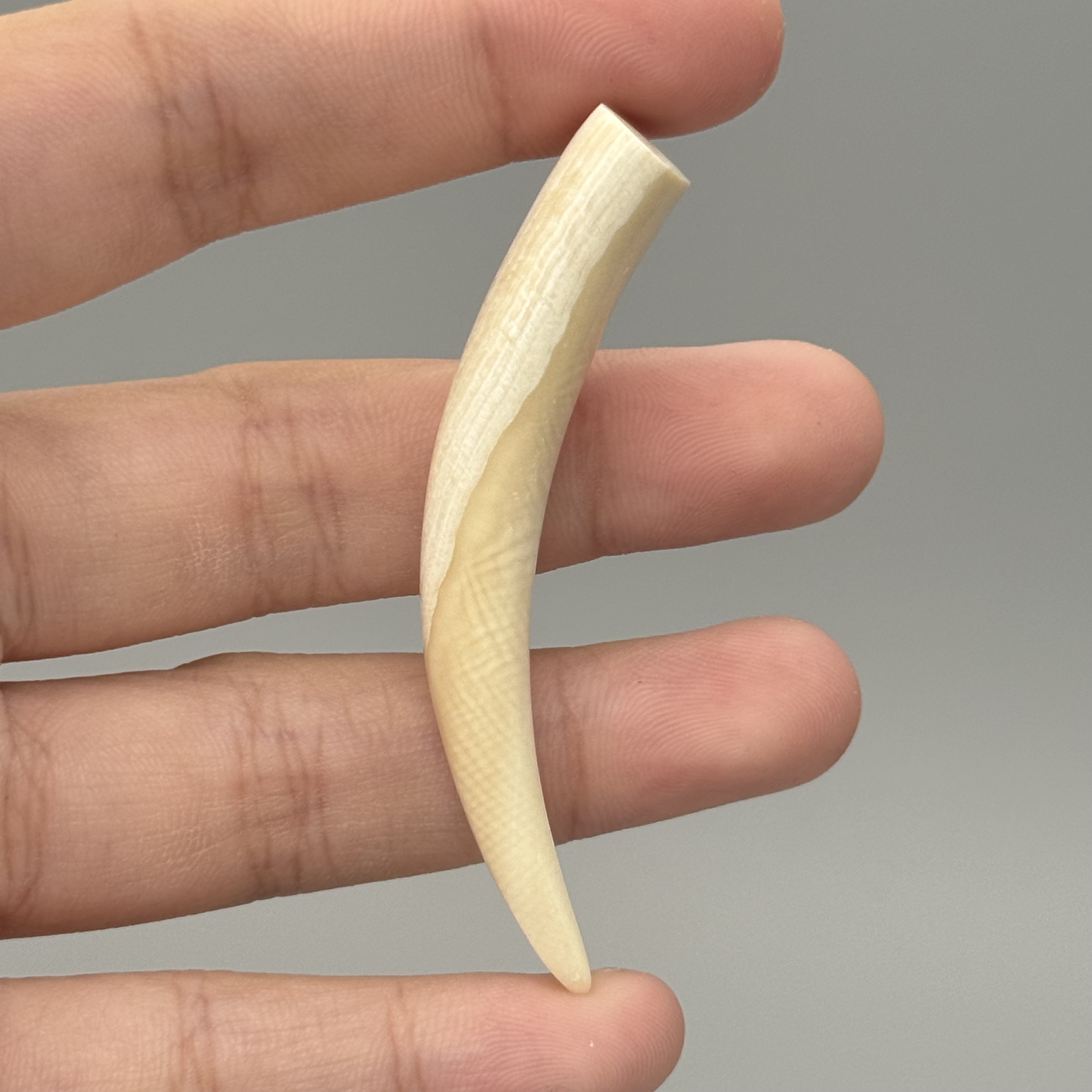 DEZHI/德志5g小牙尖吊坠天然猛犸牙默认打孔绑绳F365