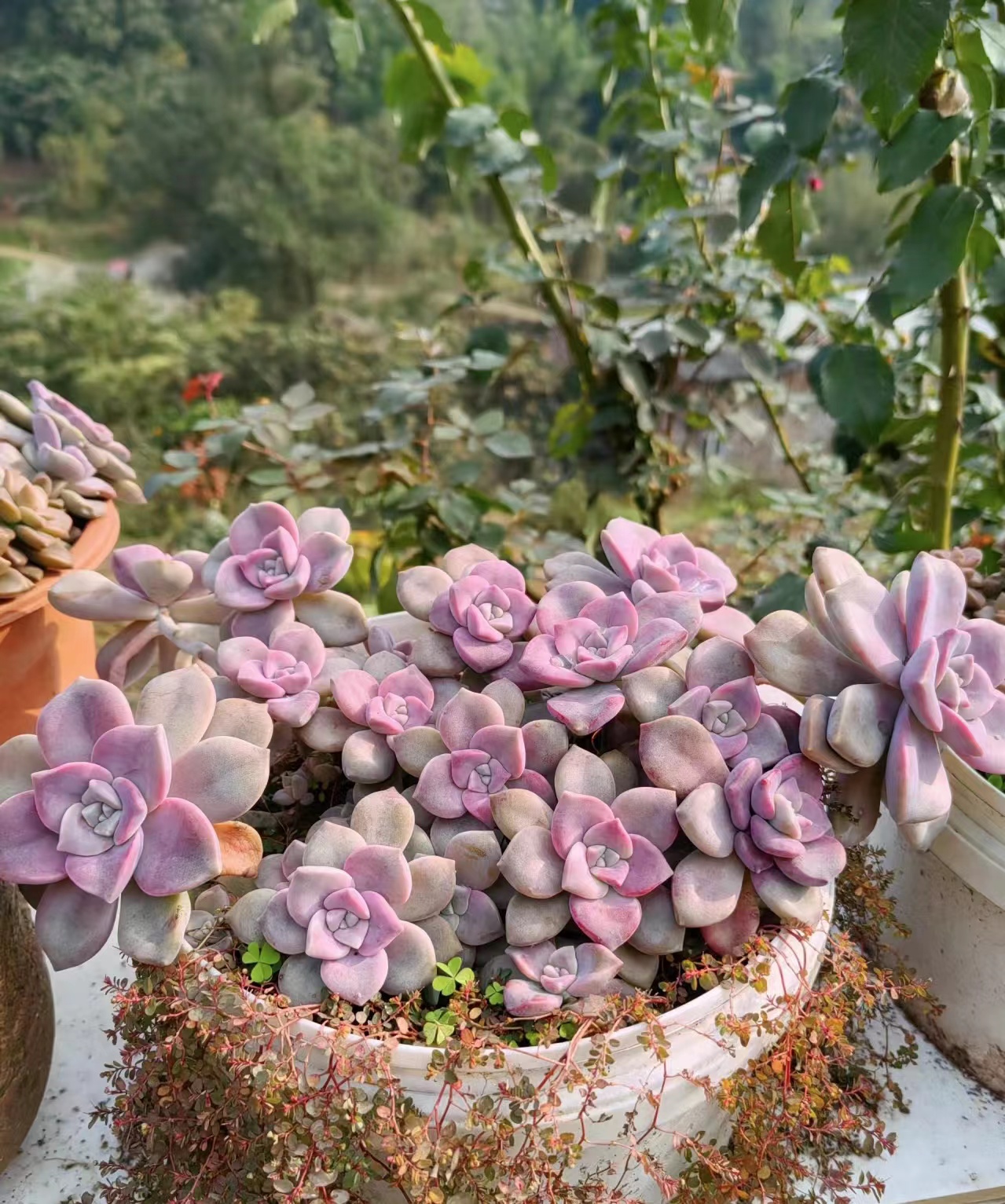 老桩紫乐新手好养多肉带盆带土栽好发货