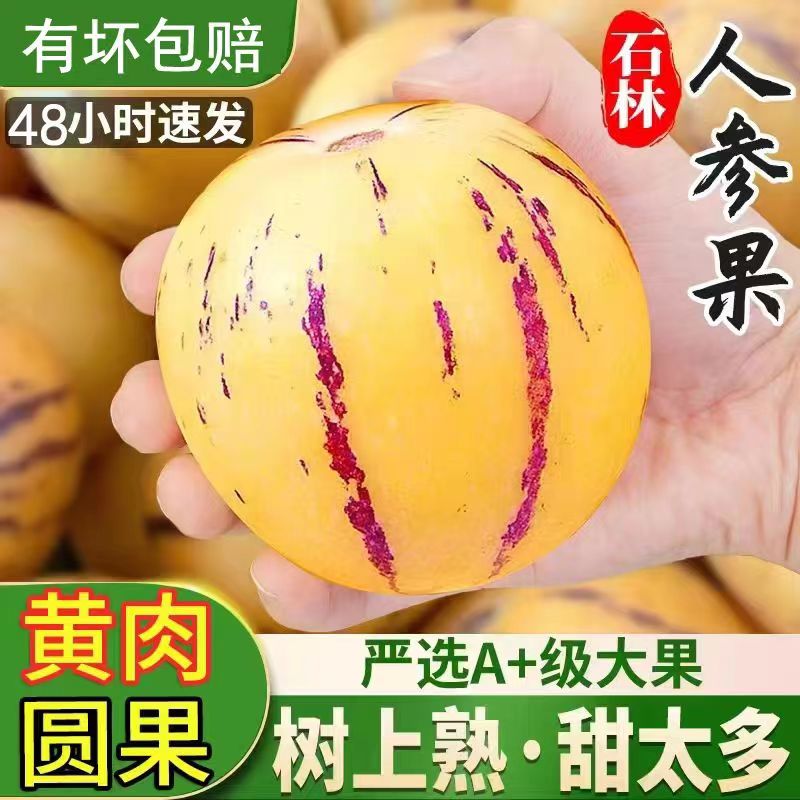【姑姑专属】云南石林人参果黄肉新鲜果园采摘水果皮薄多汁果园爽口