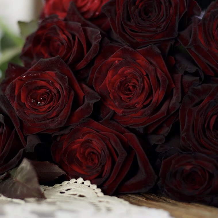 正版 黑巴克 月季花 耐热耐开切花 根接苗 原盆原土发货