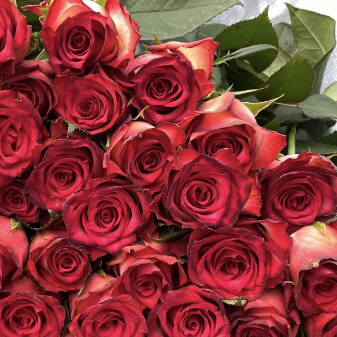 黑暗帝国/鸡尾酒会 月季花 耐热耐开抗病 根接苗 原盆原土发货