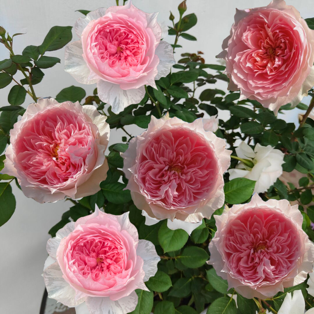 莫妮卡戴维 月季花 耐热耐开抗病 根接苗 原盆原土发货