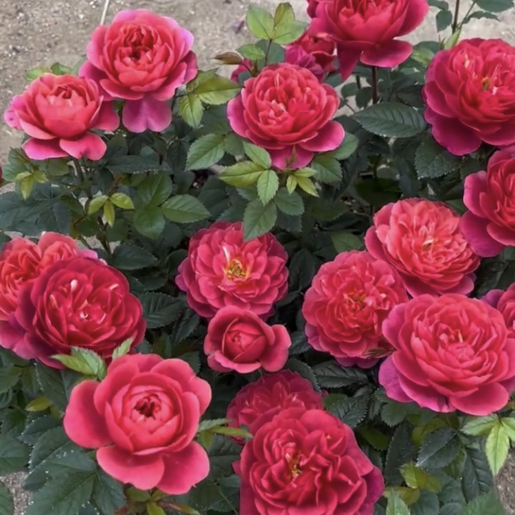 绝色/变色龙果汁阳台月季花苗玫瑰花耐热耐寒盆栽花卉植物四季开