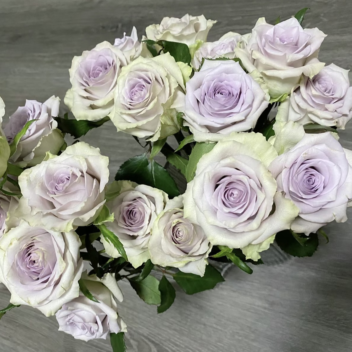 海洋之谜 月季花 耐热勤花浓香 根接苗 原盆原土发货