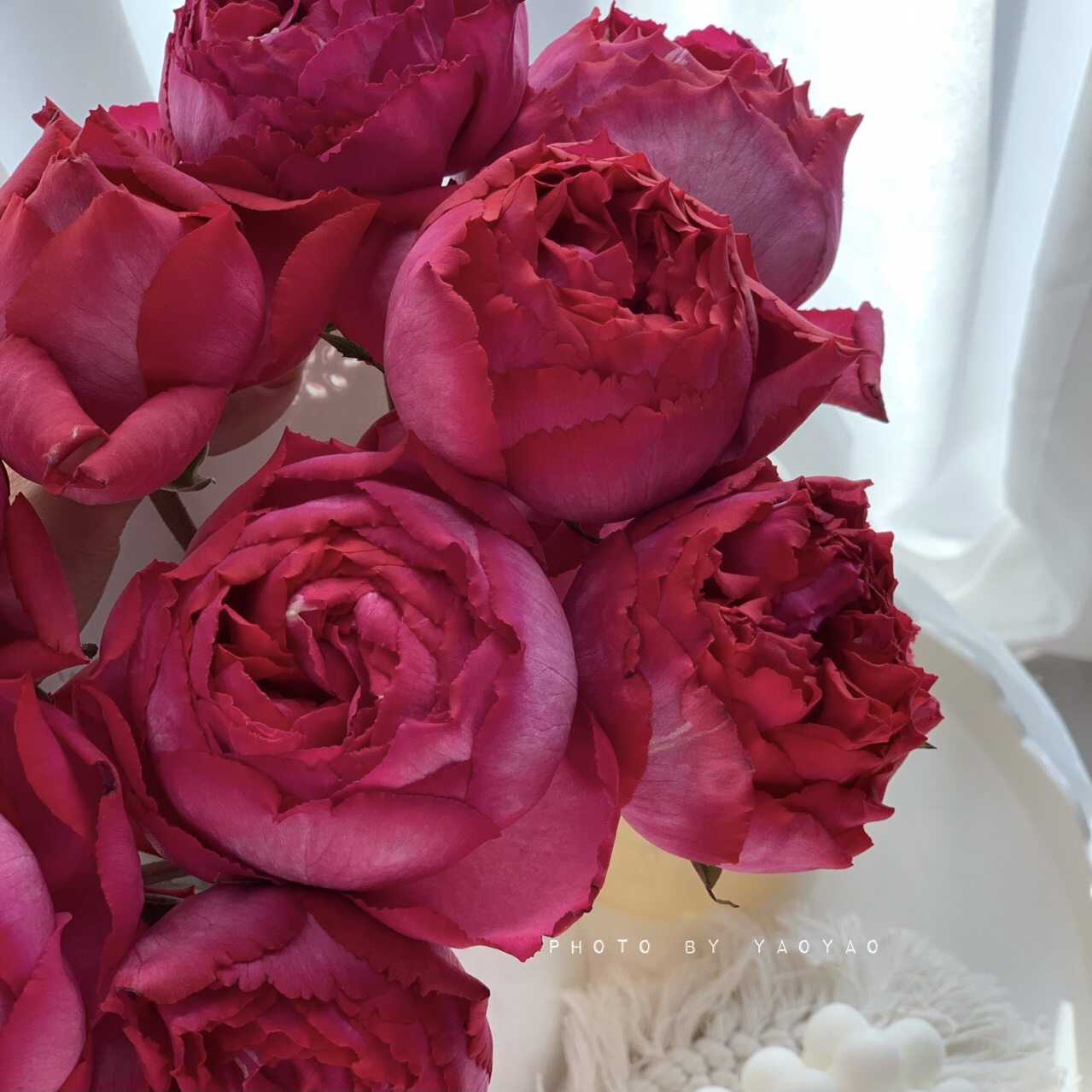 伊芙伯爵 月季花 耐热浓香抗病 根接苗 原盆原土发货