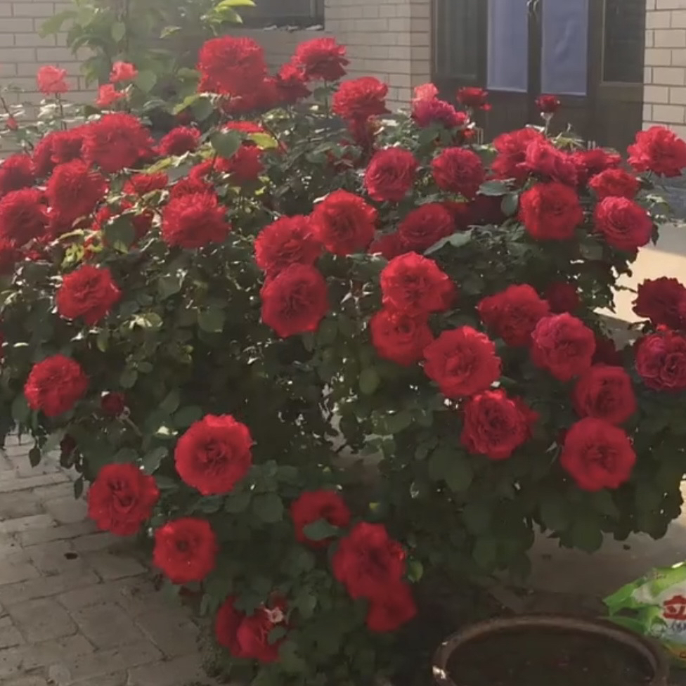 绯扇 月季花 大花抗病耐热 根接苗 原盆原土发货