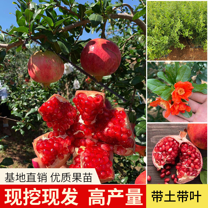 石榴树蒙自甜石榴突尼斯石榴地栽带土盆栽丰收季庭院种植果树现挖