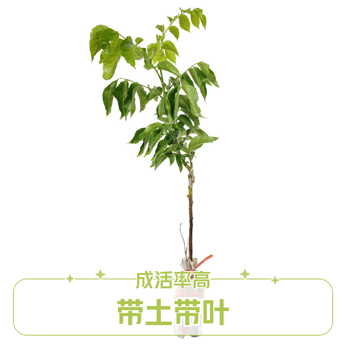 黄皮树苗嫁接大鸡心黄皮贵妃黄皮黑皮紫肉黄皮树带土带叶果树苗