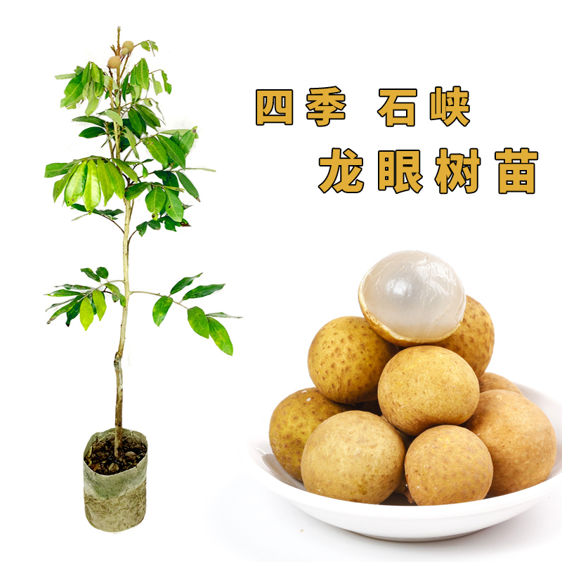 龙眼树苗嫁接苗矮种红皮四季龙眼石硖储良桂圆水果苗树带土发货