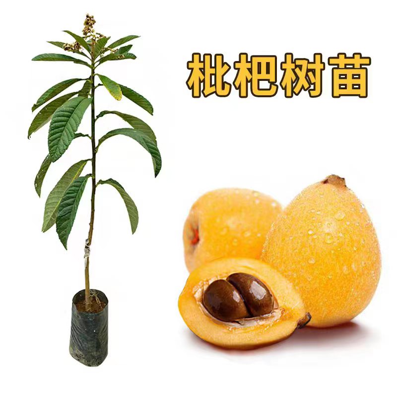 枇杷白玉树苗嫁接早熟大五星枇杷早钟六号果大味甜南北方种植盆栽