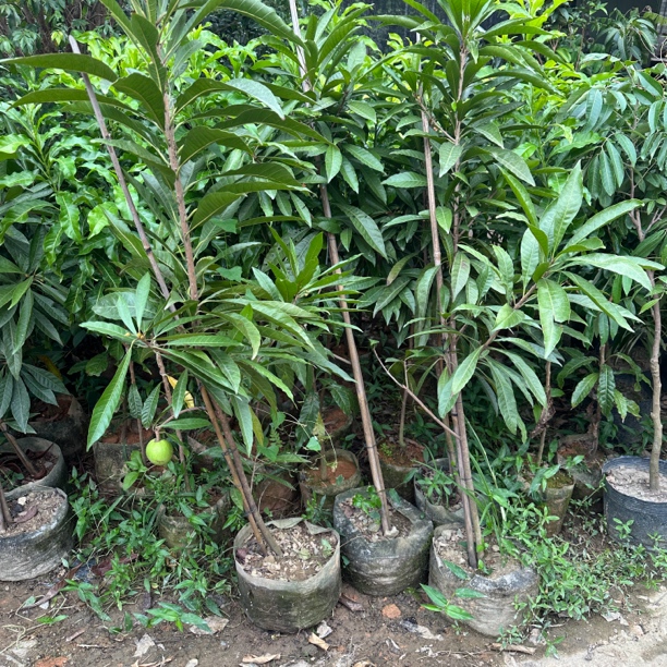 耀棠仙桃苗正宗嫁接仙桃果树苗带果发货鸡蛋果苗四季种植树苗