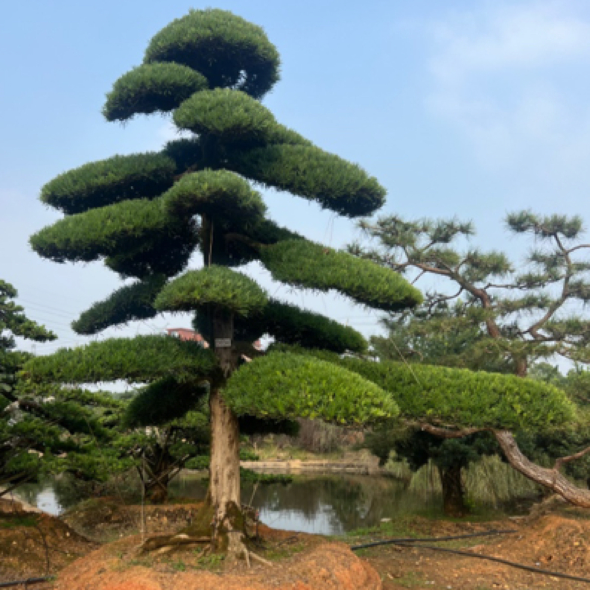 直播精品罗汉松黄杨树定金盆景黄杨树苗罗汉松盆景