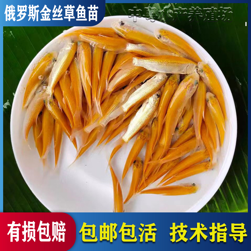 【活体】正宗金丝草鱼俄罗斯金丝草鱼黄金草鱼苗观赏食用观赏鱼批发