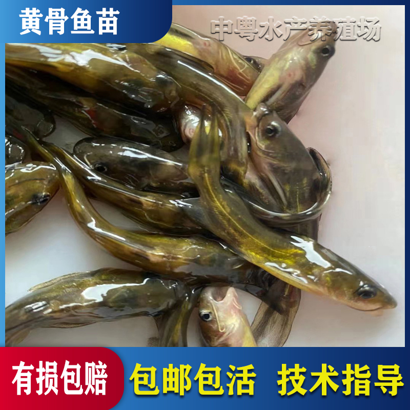 黄骨鱼黄颡黄辣丁昂刺鱼淡水好养易活黄丫头黄鸭叫水族观赏鱼活体