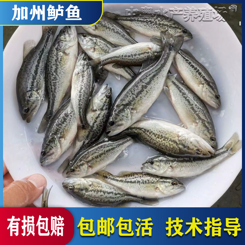 鲈鱼淡水批发加州鲈鱼大口黑鲈鱼冷水优鲈三号活体观赏食用