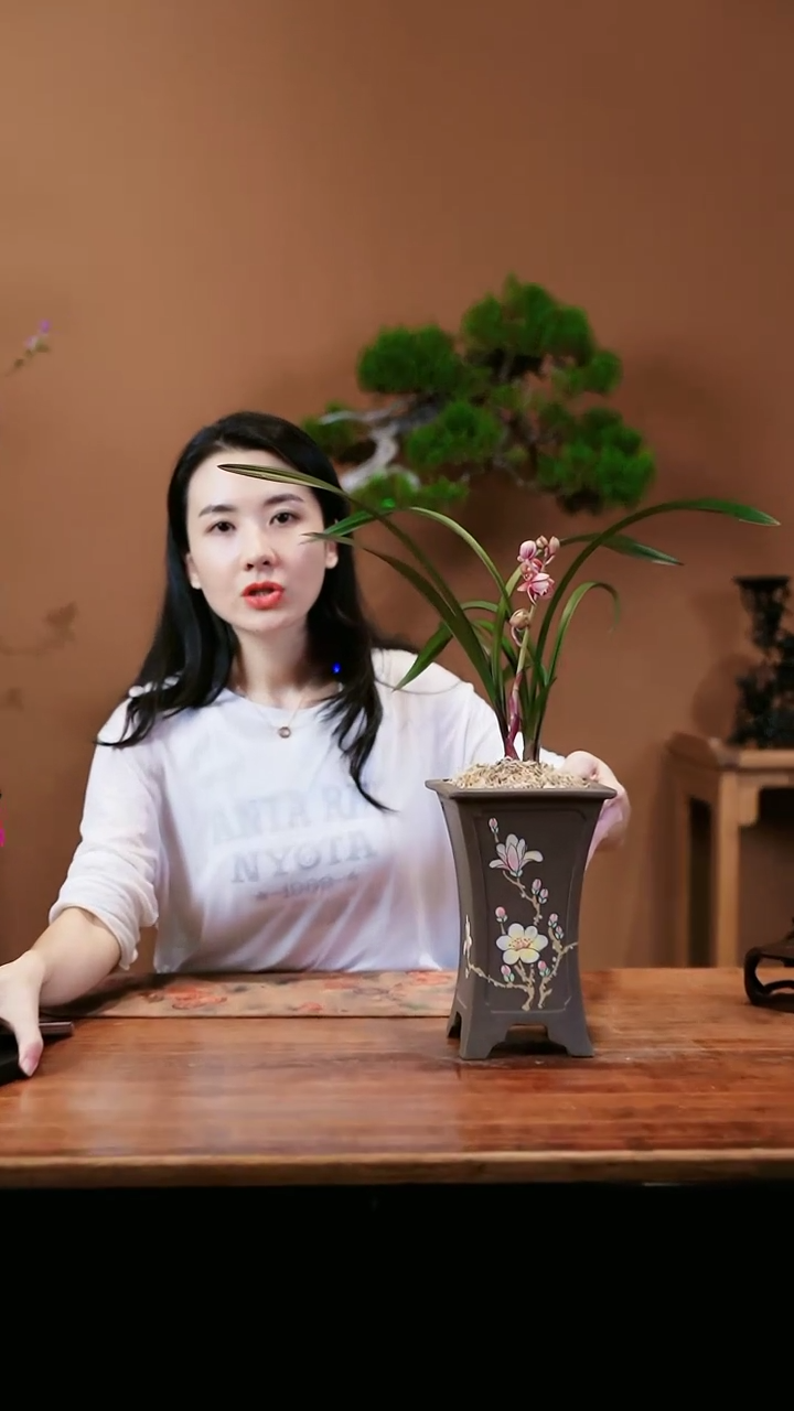 【闪购商品】红草红荷