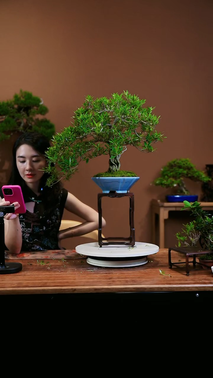 【闪购商品】栀子花
