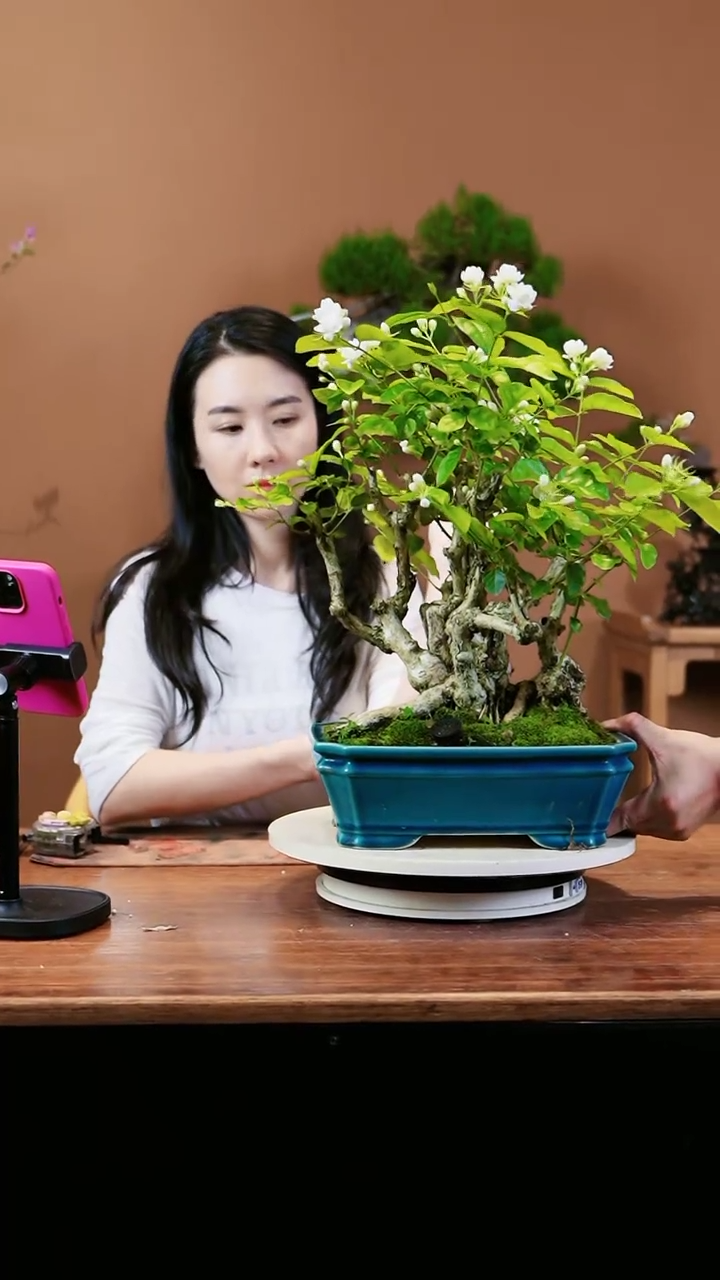 【闪购商品】茉莉花