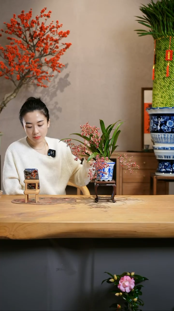 【闪购商品】红梦香