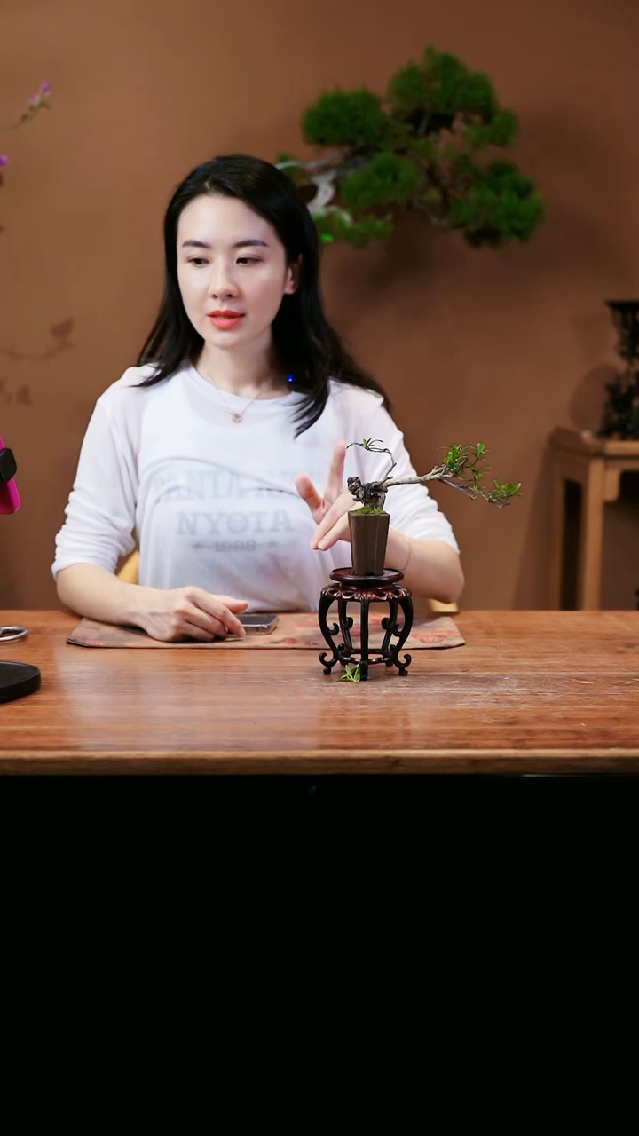 【闪购商品】栀子花