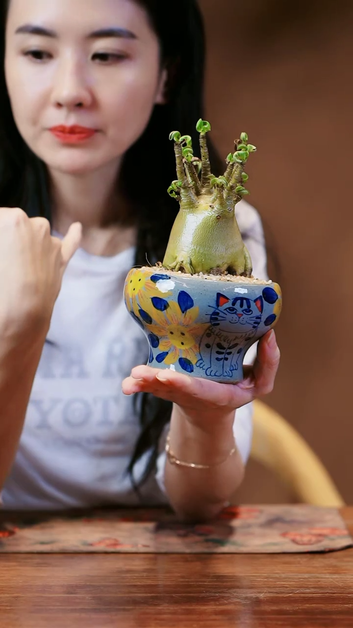【闪购商品】金皮沙漠玫瑰