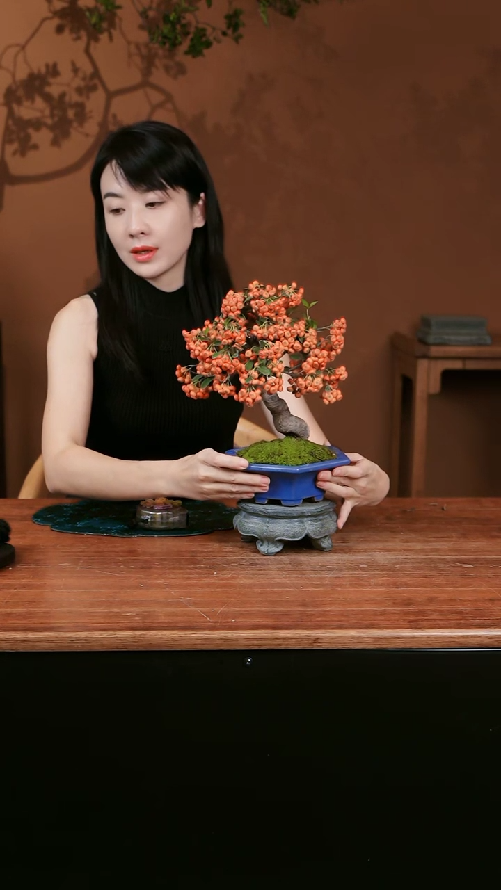 【闪购商品】盆景火棘