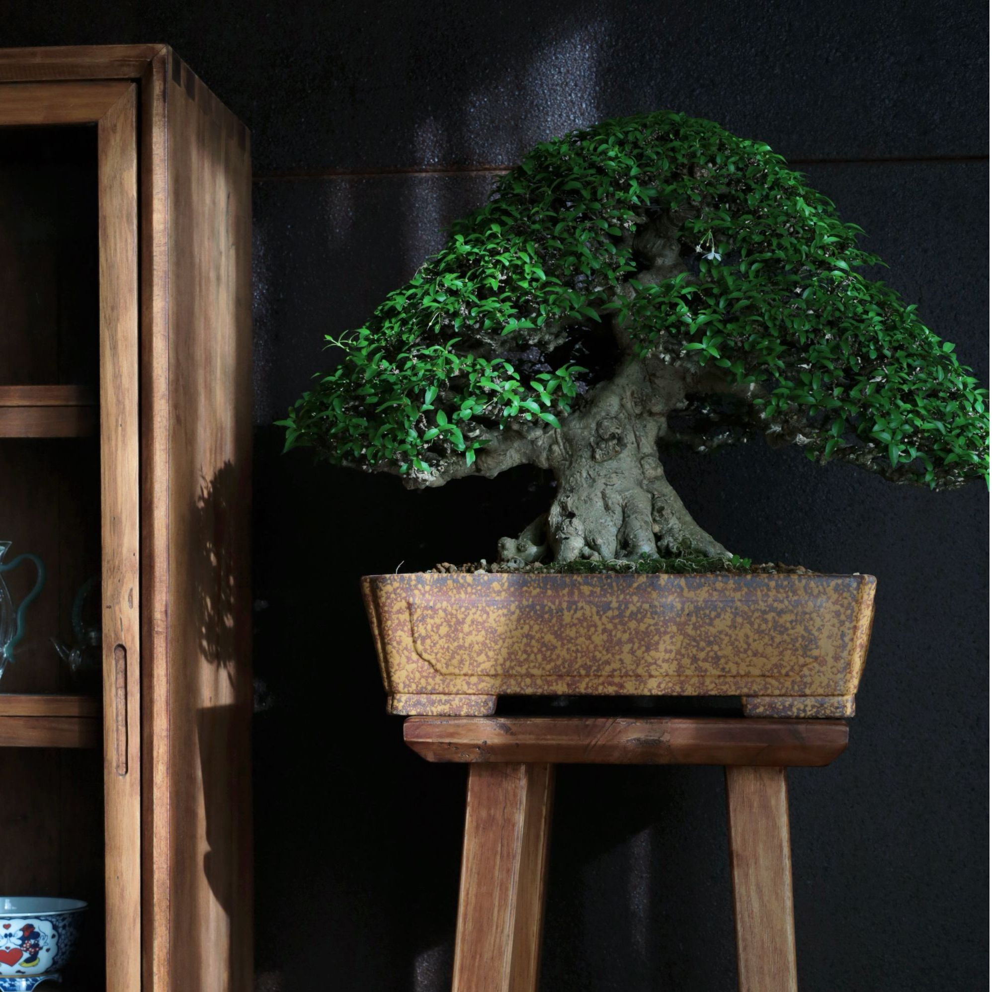 【美美精选】香水茉莉/老桩/精美盆景(与直播间同价）