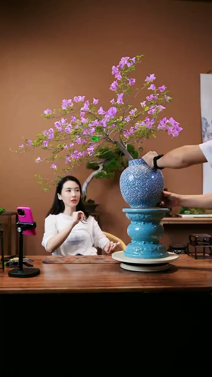 【闪购商品】三角梅