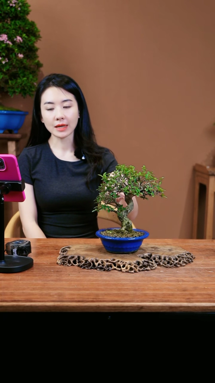 【闪购商品】盆景水腊1