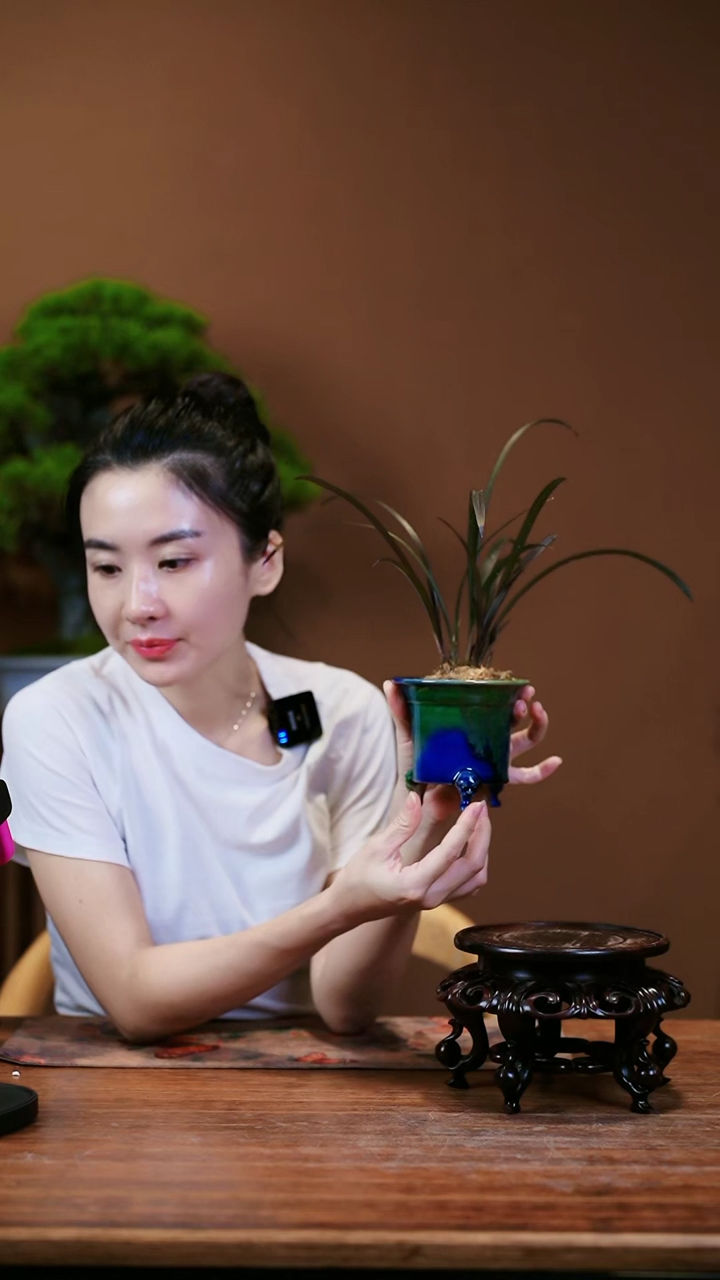 【闪购商品】小红草