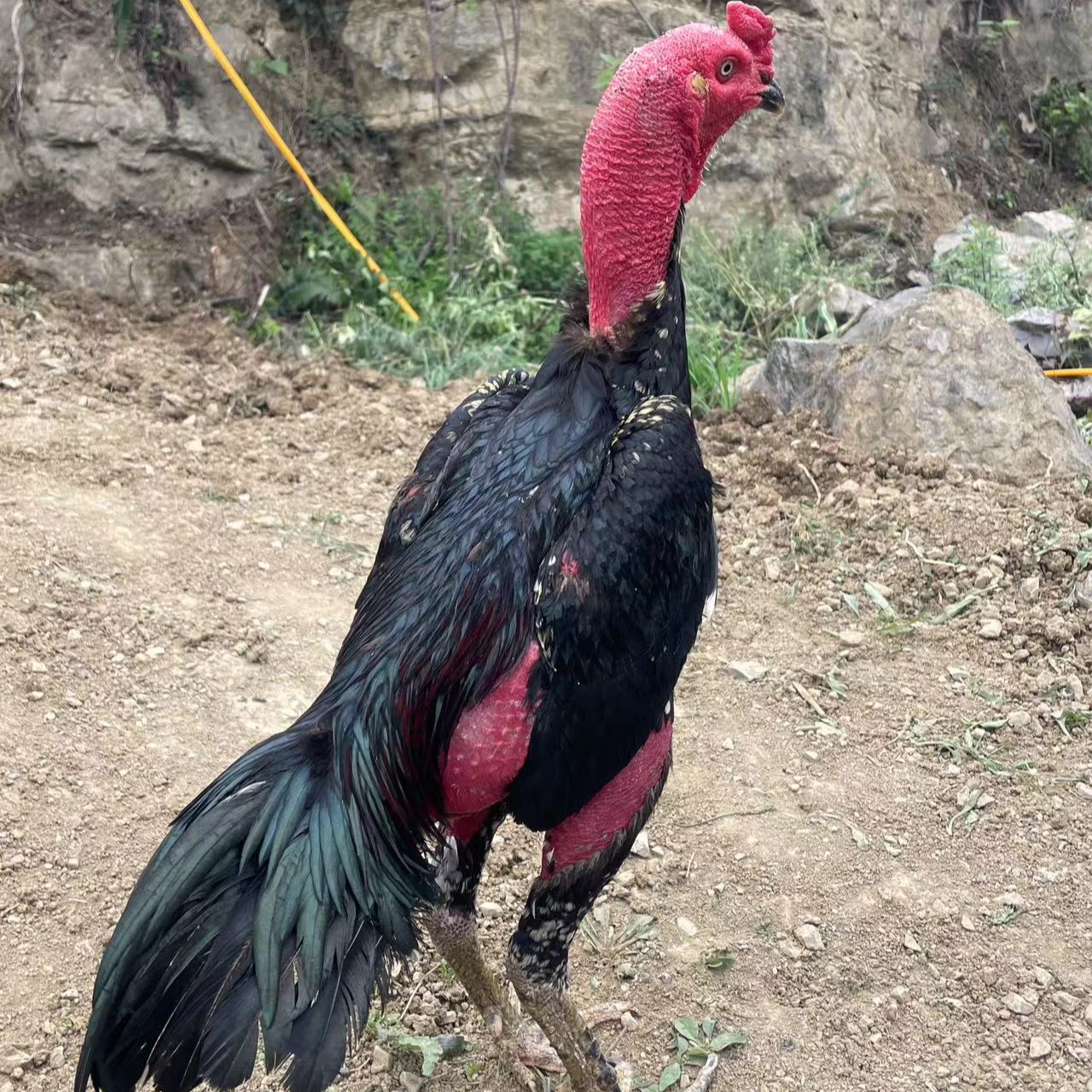 松哥越南斗鸡，北海土炮