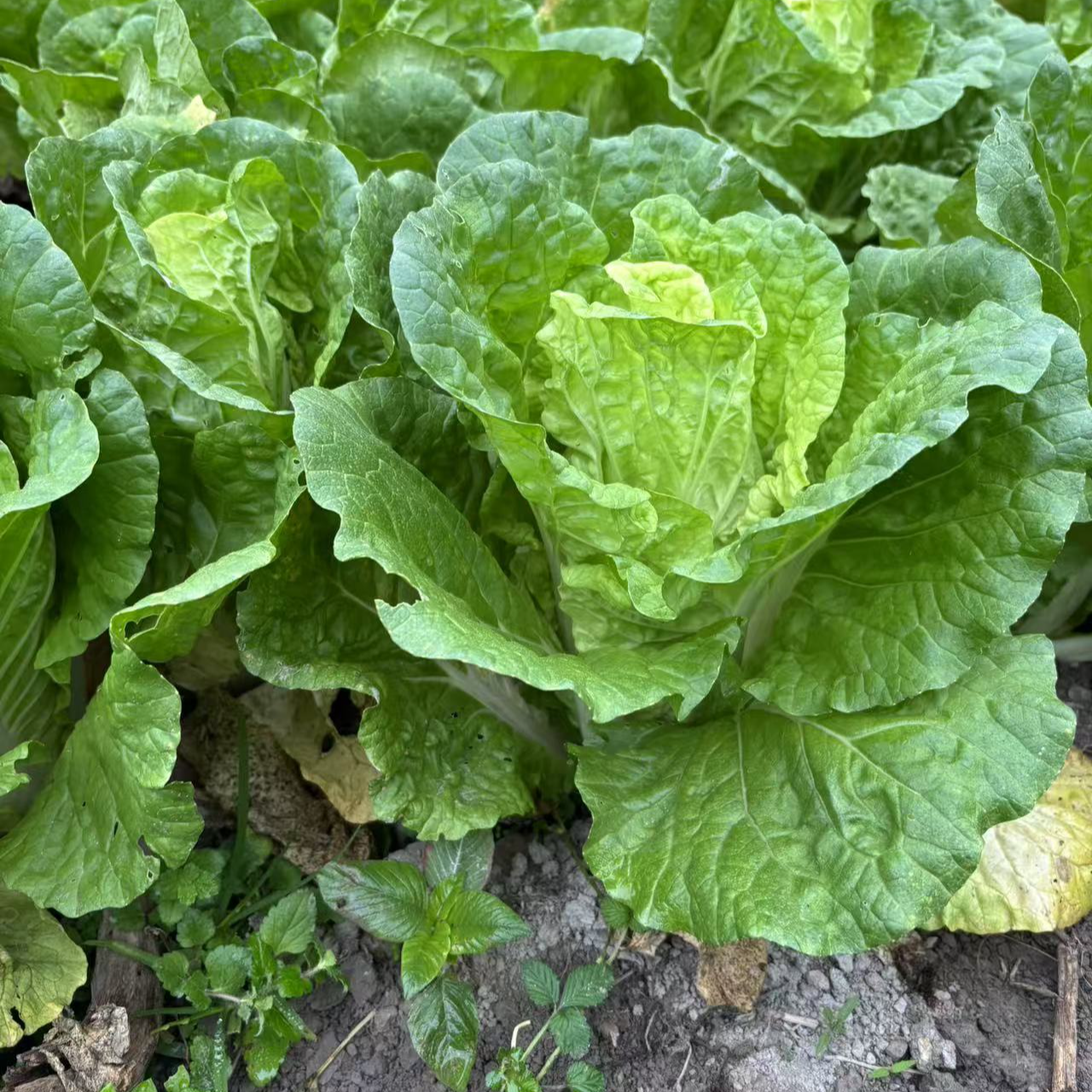 贵州三穗农家小白菜
