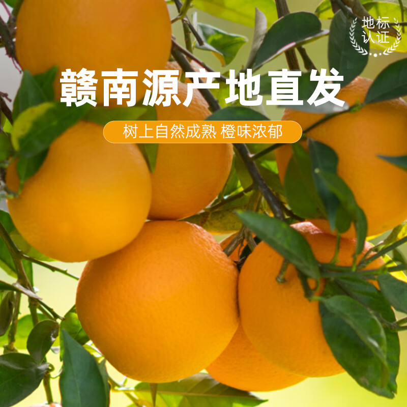 正宗赣南脐橙9/5/3斤 果园直发新鲜应季水果橙子柑橘桔子坏果包赔