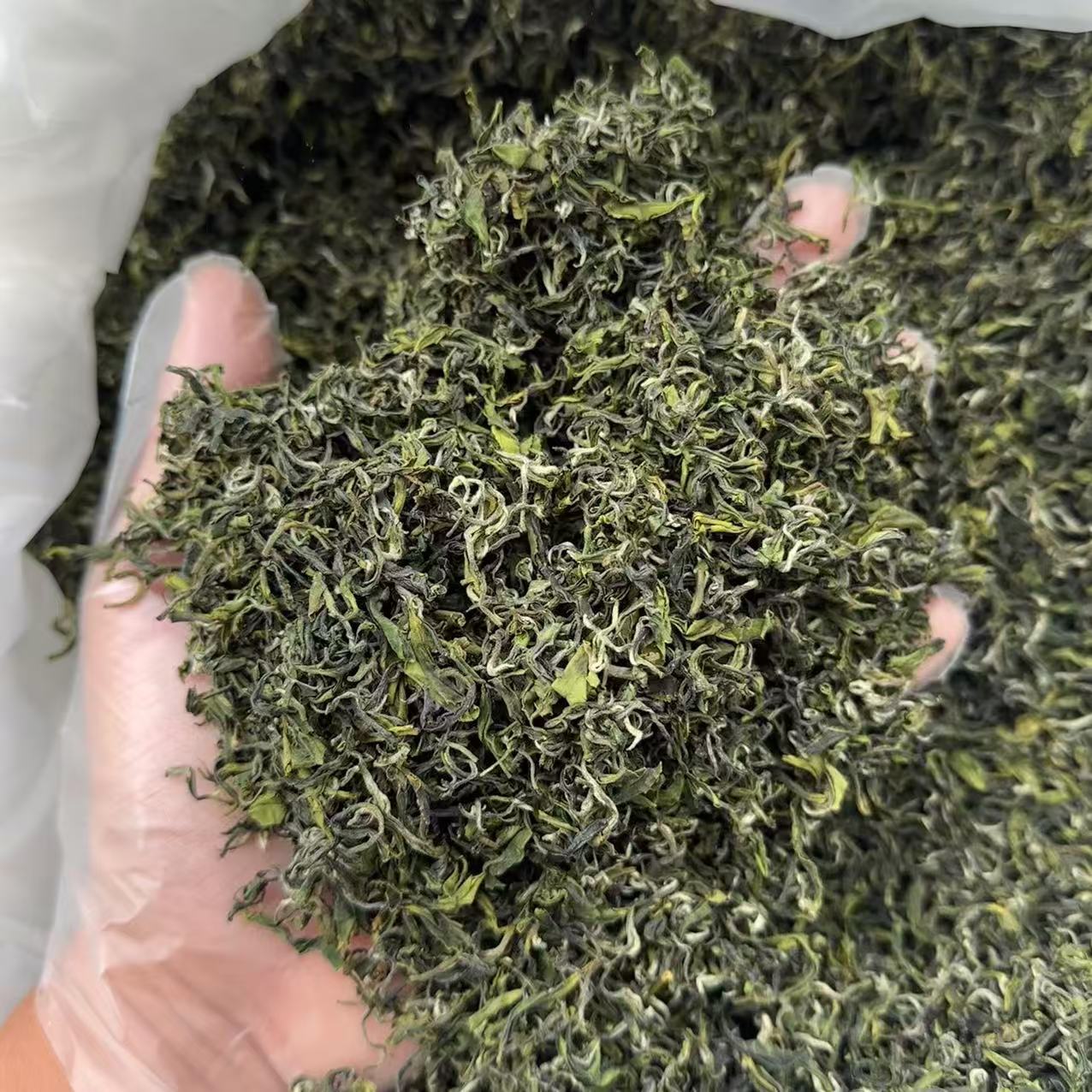  日照绿茶秋茶封园茶小料半斤250g一斤500g