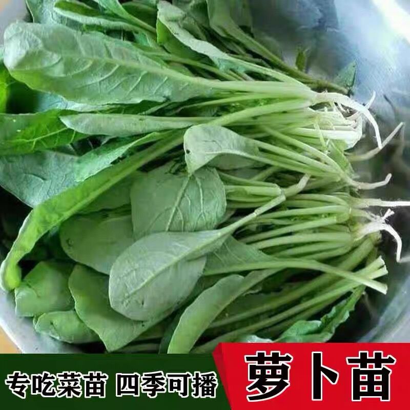 萝卜菜种籽专吃萝卜苗种子四季阳台盆栽小萝卜青菜籽种蔬菜种孑