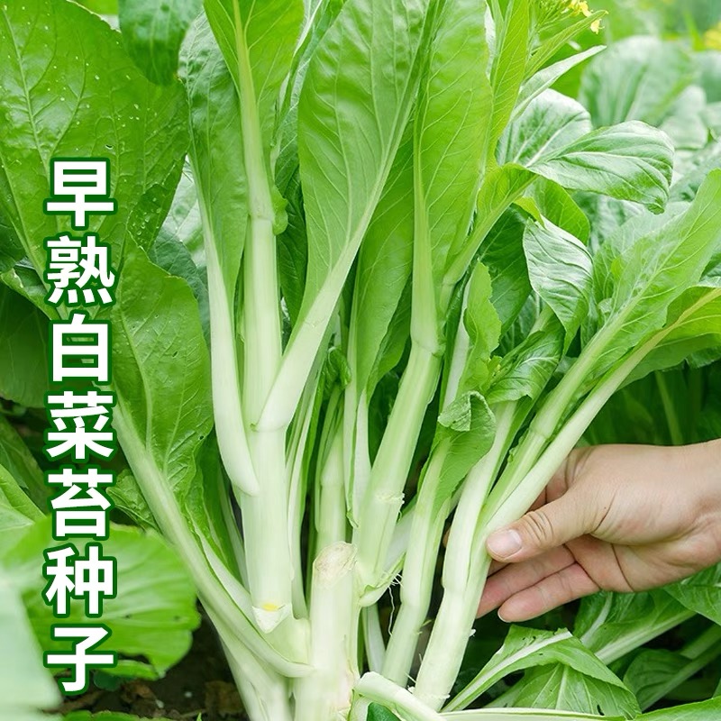 早熟甜脆白菜苔种子农家庭院大田侧芽多味甜软白菜心蔬菜种子四季