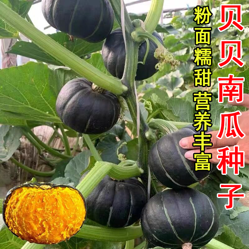贝贝南瓜种子香甜板栗南瓜春秋四季成熟苗迷你贝贝小南瓜种籽