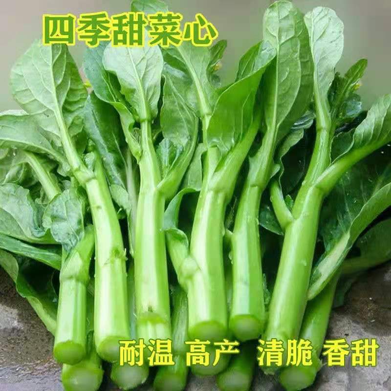 四季甜菜心种植25天收获青菜盆栽田园春秋冬季蔬菜种植广东油菜心