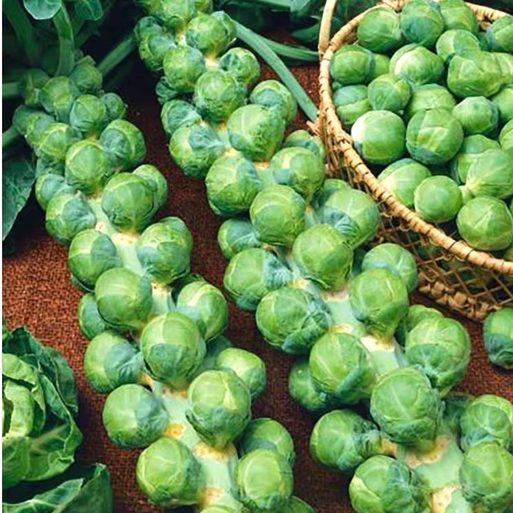 孢子甘蓝种子抱子甘蓝苗蔬菜种籽紫子持小包菜卷心菜包心菜孑菜种