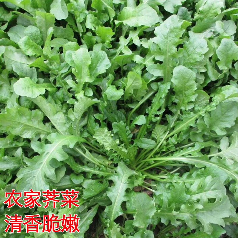 大叶荠菜种子农家菜籽四季地菜种籽鲜嫩食用盆栽荠菜种子青菜籽